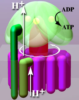 Artist representation of the ATP synthase powered, almost mechanically by proton flows. By The original uploader was Asw-hamburg at German Wikipedia - Transferred from de.wikipedia to Commons by Leyo using CommonsHelper., CC BY-SA 3.0, https://commons.wikimedia.org/w/index.php?curid=8993938