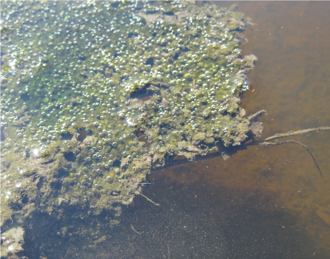Formation of gas bubbles attached to a biofilm (periphyton) scraped from an organic sediment in a tidal marsh