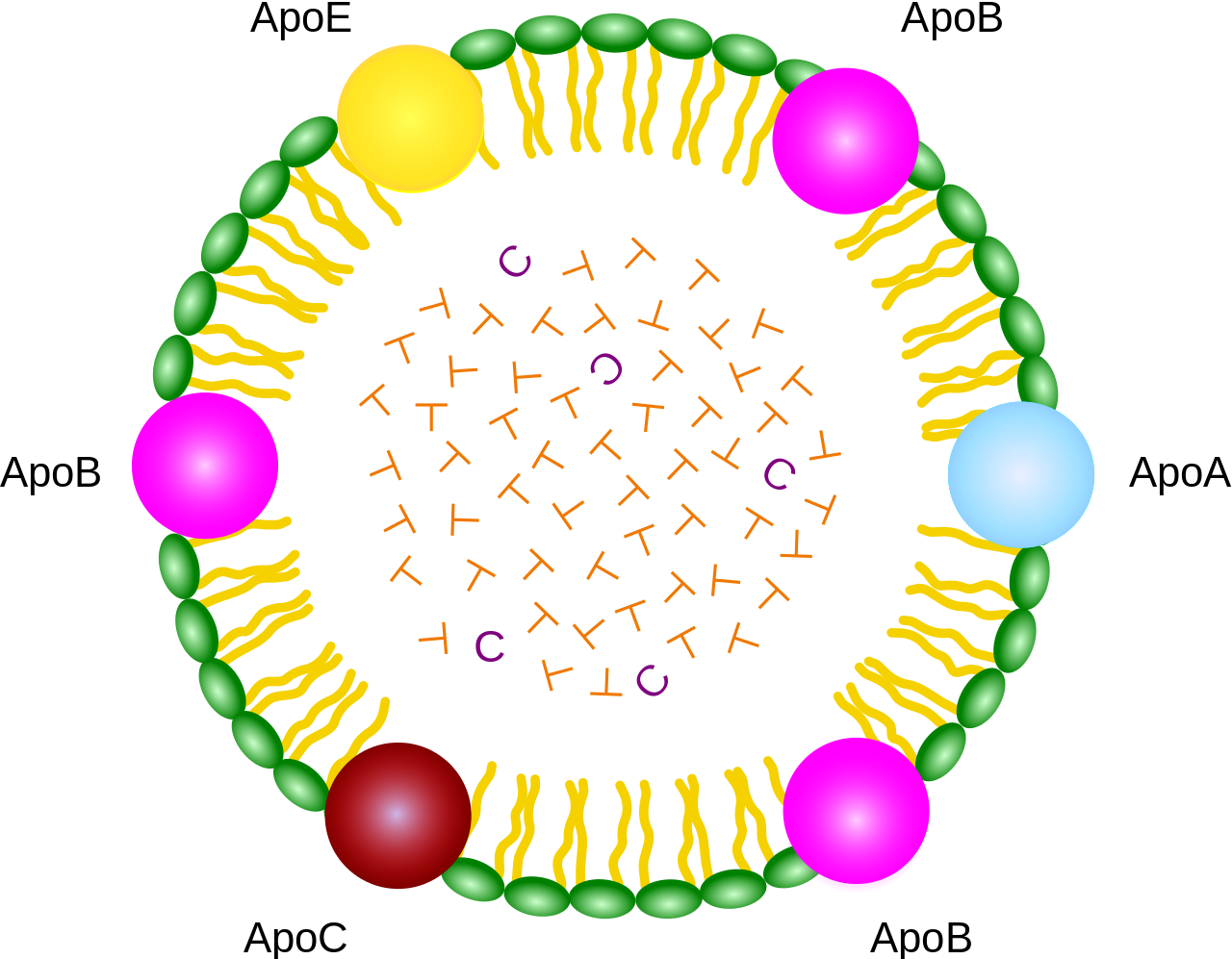 Chylomicron, or the largest of the lipoproteins which serve in transporting lipids in vascular animal organisms. T: Triglycerides; C: Cholesterol; ApoA, ApoB, ApoC, ApoE: lipoproteins  [By Xvazquez](https://commons.wikimedia.org/w/index.php?curid=4024624)