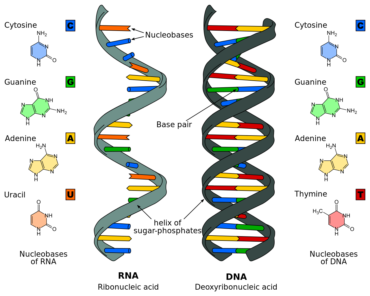 Differences between RNA (left) and DNA (Right) illustrating the single-stranded structure of RNA and the Uracil nucleobase, vs. the double-stranded structure of DNA and the thymine nucleobase that replaces the uracil. [by Roland1952, CC BY-SA 3.0](https://commons.wikimedia.org/w/index.php?curid=9810855)