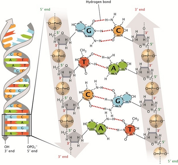 Two hydrogen bonds connect T to A; three hydrogen bonds connect G to C. The sugar-phosphate backbones (grey) run anti-parallel to each other, so that the 3’ and 5’ ends of the two strands are aligned. Figure and caption from [@noauthor_undated-pi]