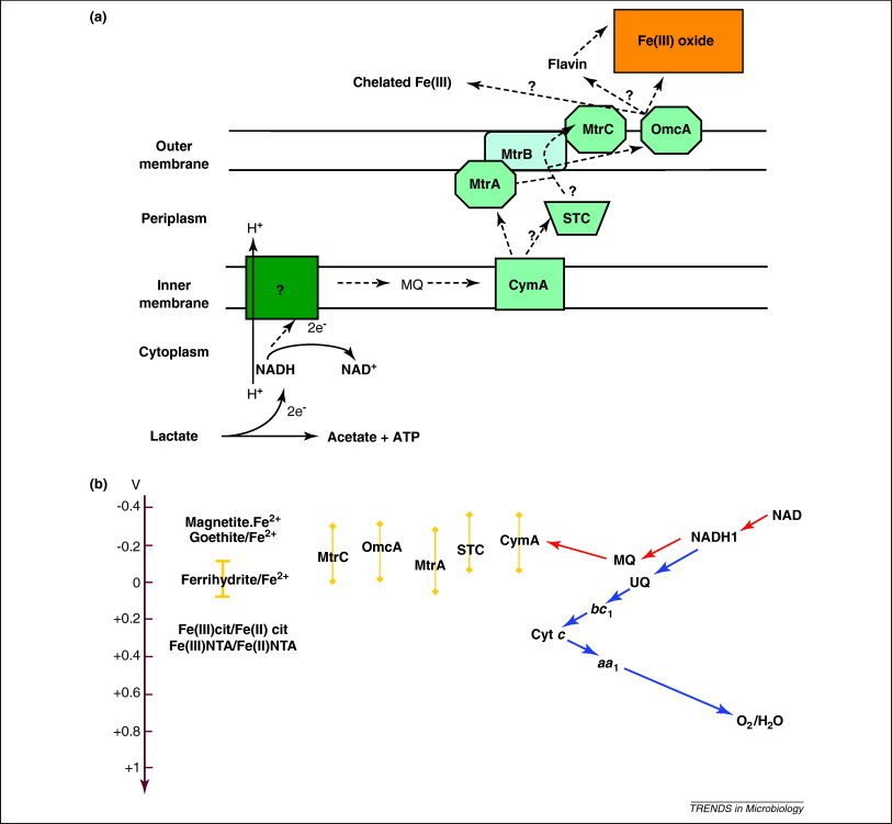 (a) Electron tranfer chain for the organotrophic reduction of ferric iron (Fe III) in *Shewanella*. MtrC and OmcA are thought to be donors to Fe(III). Whether they interact directly with solid Fe(III), chelated Fe(III), electron shuttles such as flavins, or all three is unclear. ATP generation takes place via substrate level phosphorylation. (b) Schematic of reduction potentials of the Shewanella electron transfer pathway. Arrow on scale bar denotes the energetically favorable direction. Blue arrows denote the aerobic path electrons take to O2, red arrows denote the path to Fe(III), and yellow bars denote potential ranges. The potentials of NADH1, bc1, and aa1 are simplified for clarity; in reality, each of these protein complexes has multiple redox centers and a range of potentials. Abbreviations: CymA, MtrA, STC, MtrC, and OmcA, c-type cytochromes; MtrB, outer membrane protein; UQ, ubiquinone; MQ, menaquinone; bc1, bc1 cytochrome complex; Cyt c, cytochrome c; aa1, cytochrome c oxidase; NTA, nitrilotriacetic acid; cit, citrate. from [@Bird2011-fs]