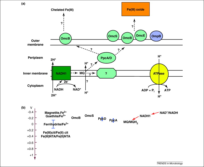 (a) Electron tranfer chain for the organotrophic reduction of ferric iron (Fe III). NADH1, NADH dehydrogenase; MQ, menaquinone; PpcAD and OmcBES, cytochrome c-type proteins; OmpB, multicopper protein. (b) Schematic of reduction potentials of the Geobacter electron transfer pathway. Abbreviations: NTA, nitrilotriacetic acid; cit, citrate.scheme for heterotrophic Iron oxide reduction. from [@Bird2011-fs]