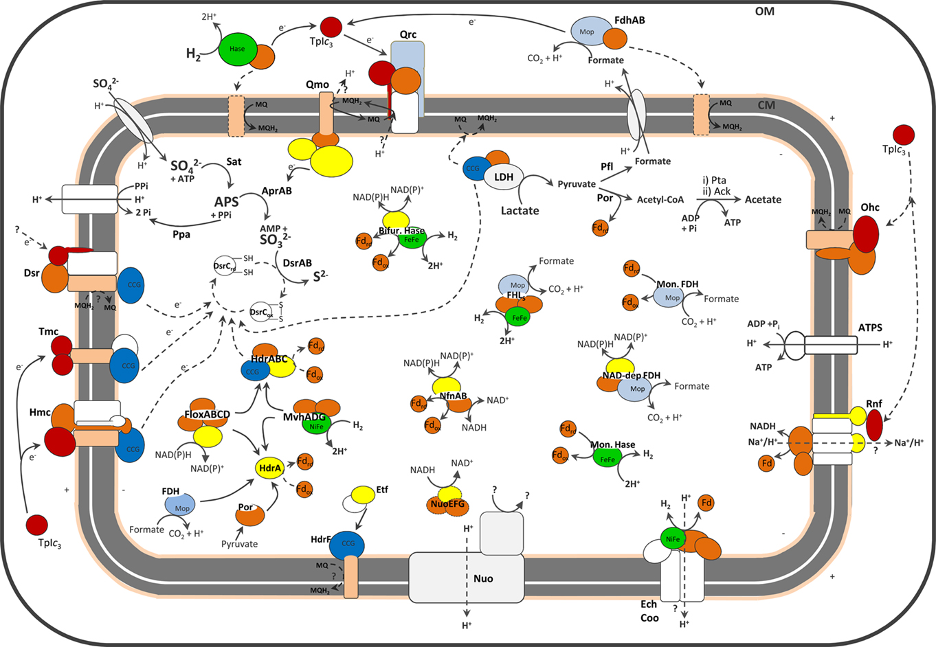 Summary of all identifed electron transfers in Sulfate Reducing Bacteria, as reviewed in [@Pereira2011-dt]. Observe the reduction of $SO_4^{2-}$ to S^2-^ in the left corner. Observe the ATP synthase to the right, and many sorts of proton pumps. Also observe several of the electron donors listed in the previous paragraphs. The exhaustive list of the abbreviations and correspondance can be found in [@Pereira2011-dt].