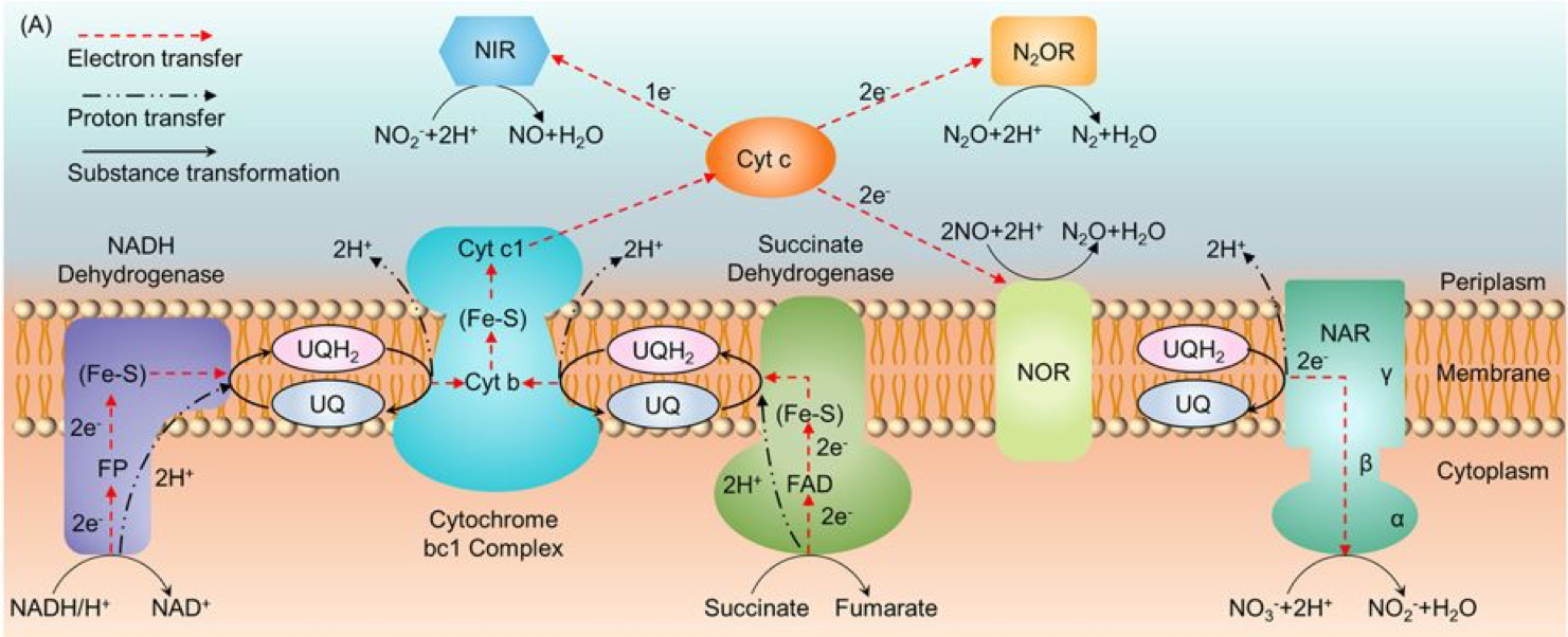 Summary of Electron Transfer Chain for heterotrophic denitrification (after @Su2015-ql). NAR: Nitrate reductase; NIR: nitrite reductase; NOR: nitric oxide reductace; N~2~OR: nitrous oxide reductase; UQ: ubiquinol; Fe-S: iron-sulfur protein; Cyt b, Cyt c: cytochrome b and c