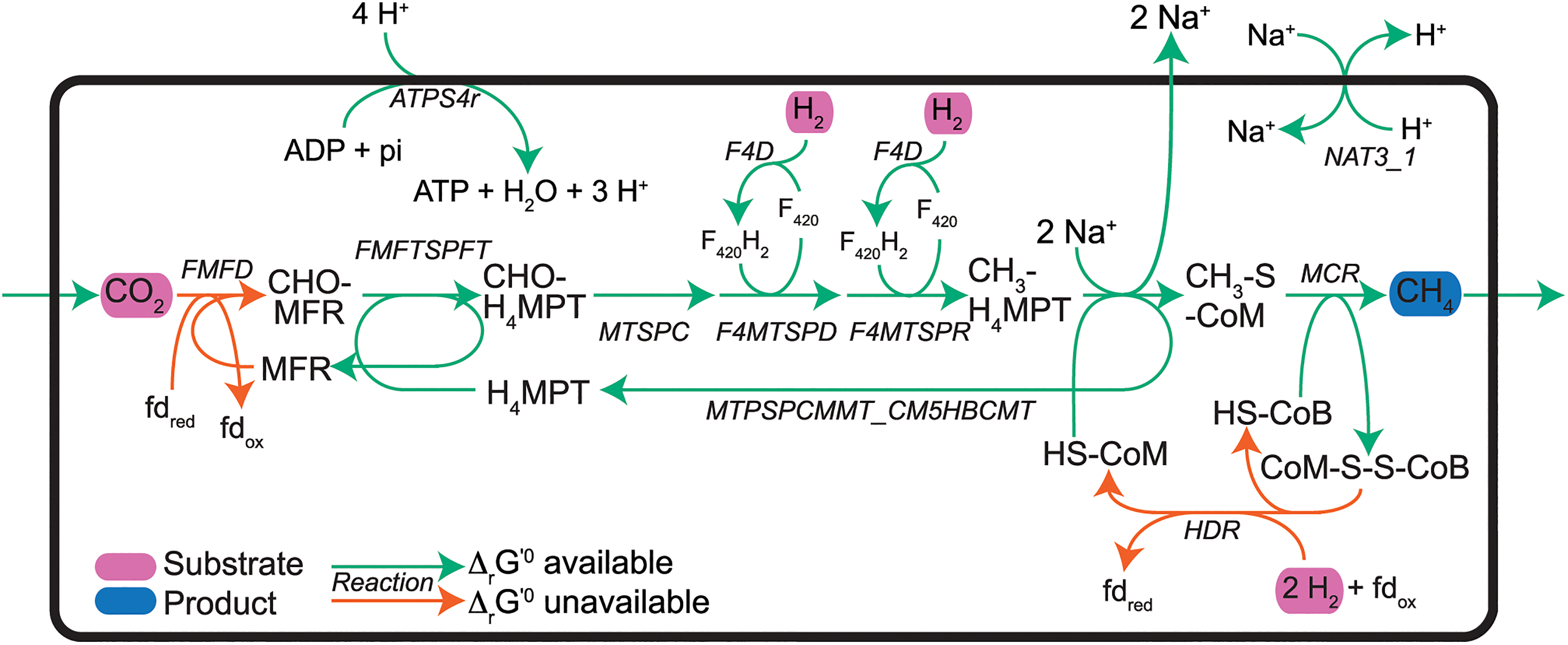 Summary of the Electron Transfer Chain for the methanogen bacterium *Methanospirillum hungatei*, which uses H~2~ as its electron donor. The exhaustive list of the abbreviations and correspondance can be found in [supplementary information](http://www.plosone.org/article/fetchSingleRepresentation.action?uri=info:doi/10.1371/journal.pcbi.1004364.s001) of [@Hamilton2015-ju]