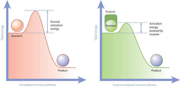 Activation Energy *(E~a~)* needed for a reaction to proceed. *(E~a~)* can be lowered thanks to a catalyst, and in the case of the respiration chain of living organisms, many of them. Figure borrowed from [Nature Scitable](https://www.nature.com/scitable/content/enzymes-allow-activation-energies-to-be-lowered-14747799/), Copyrighted free use