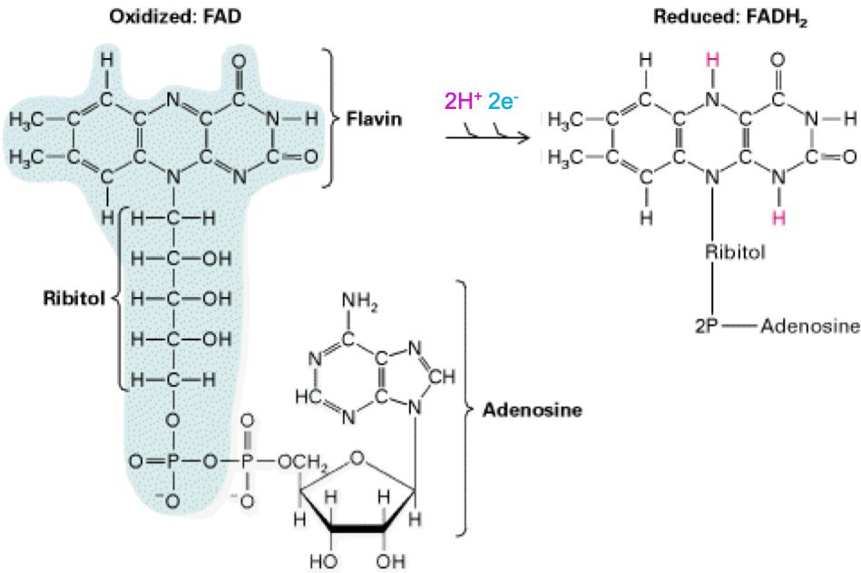Molecular formula of Flavine Adenine Dinucleotide (FAD) in both oxydized and reduced states
