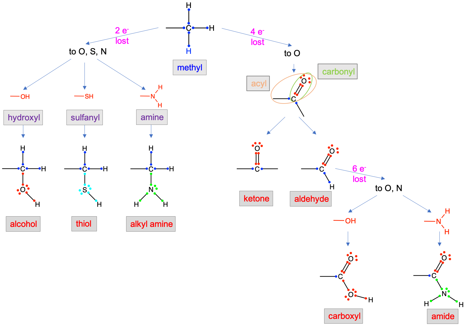 Functional groups resulting from the differential oxidation (loss of 2, 4, and 6 electrons to O, S, and N) of an original alkyl carbon atom. Notice that the number of electrons stored on the carbon atom are illustrated in dark blue