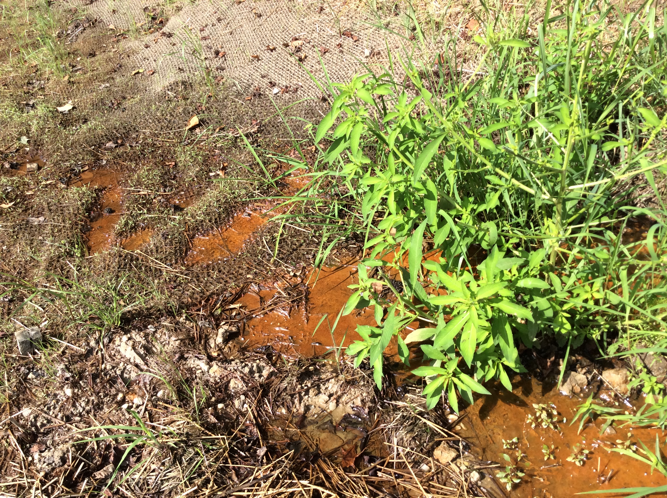 Picture of an 'iron seep' in Goldsboro, NC, as reduced groundwater gets oxidized in contact with air