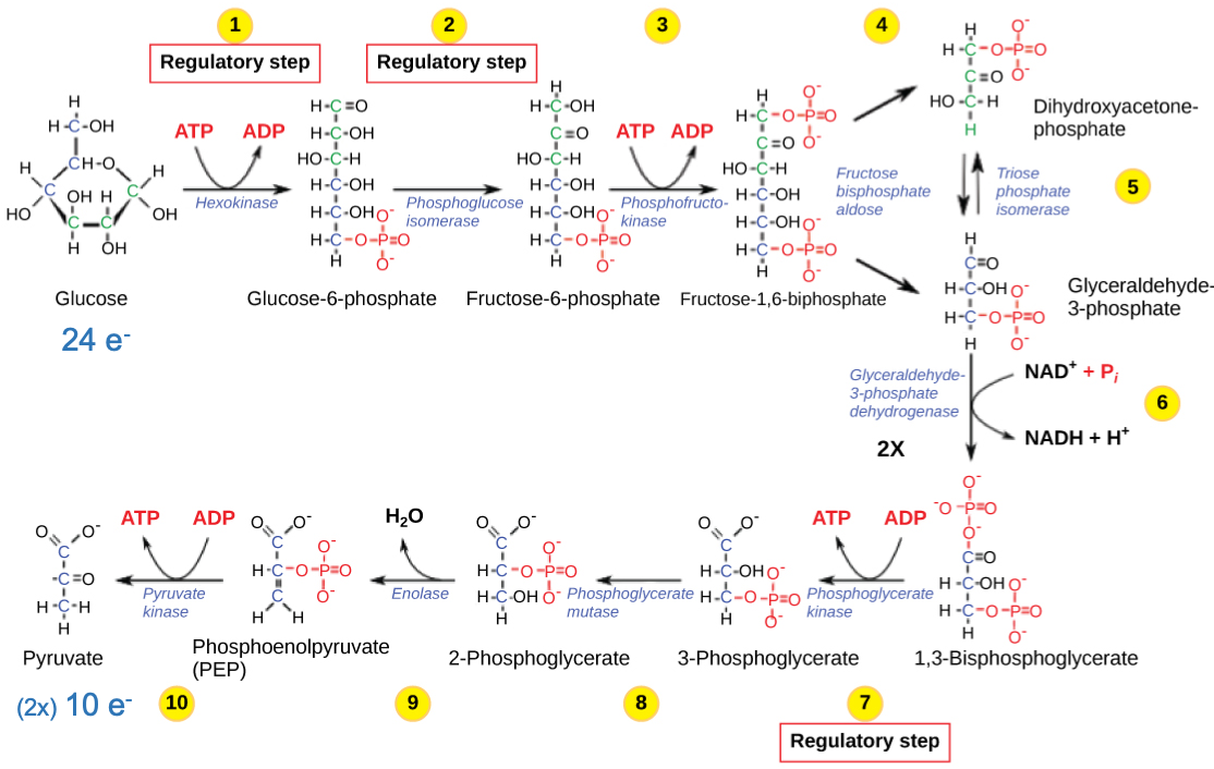 Glycolysis pathway energy investment phase (reactions 1-5), the electron transfer phase (reaction 6) to NAD+, and the energy pay off phase (reactions 7-10). Modified from [opentextbc](https://opentextbc.ca/biology2eopenstax/chapter/regulation-of-cellular-respiration/)