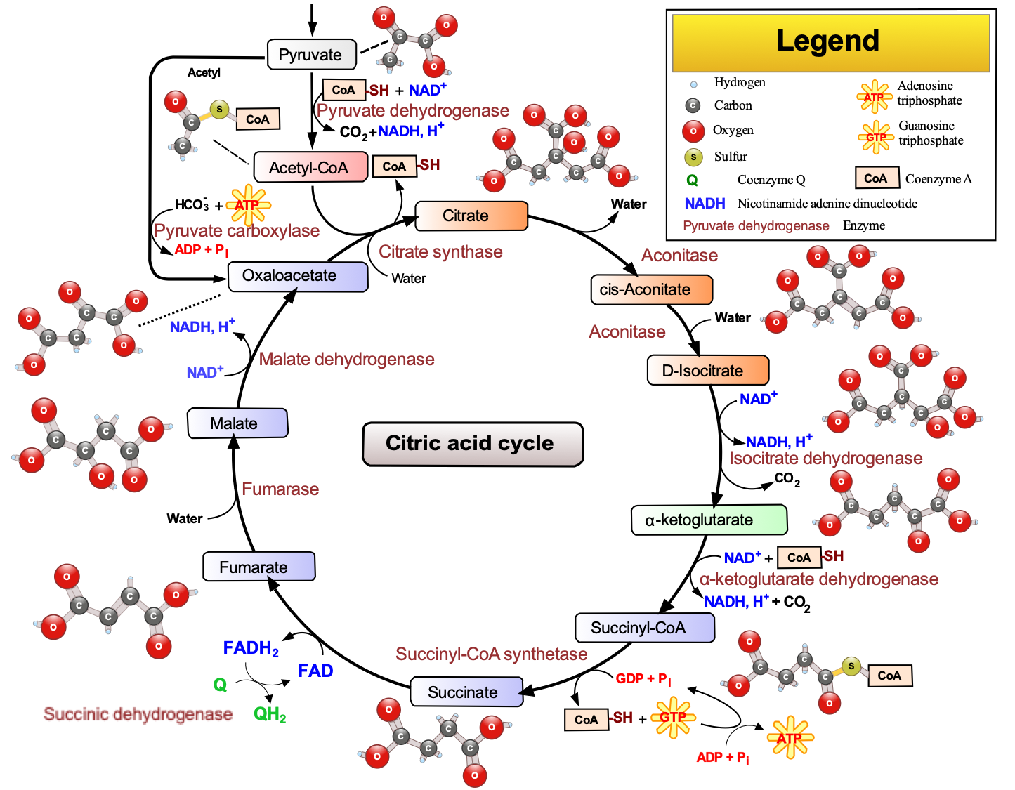 Krebs or citric acid cycle pathway. [After Narayanese, CC BY-SA 3.0](https://commons.wikimedia.org/w/index.php?curid=6217701)