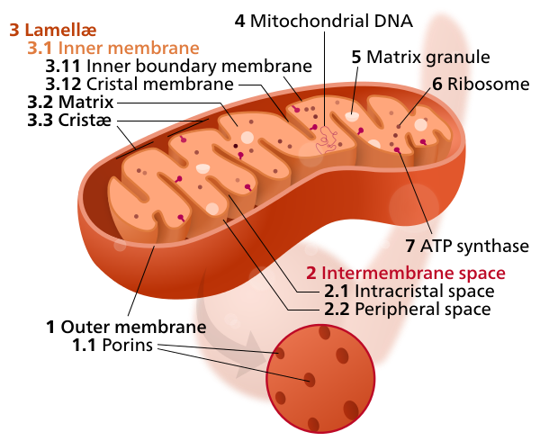Artist representation of a prokaryotic cell and a mitochondrion from a eukaryotic showing the intermembrane spaces: between the cell wall and plasma membrane for the prokaryotic cell, and, between the outer and inner membranes for the mitochondrion.  https://micro.magnet.fsu.edu/cells/animals/animalmodel.html and By Kelvinsong - Own work, CC0, https://commons.wikimedia.org/w/index.php?curid=27715320