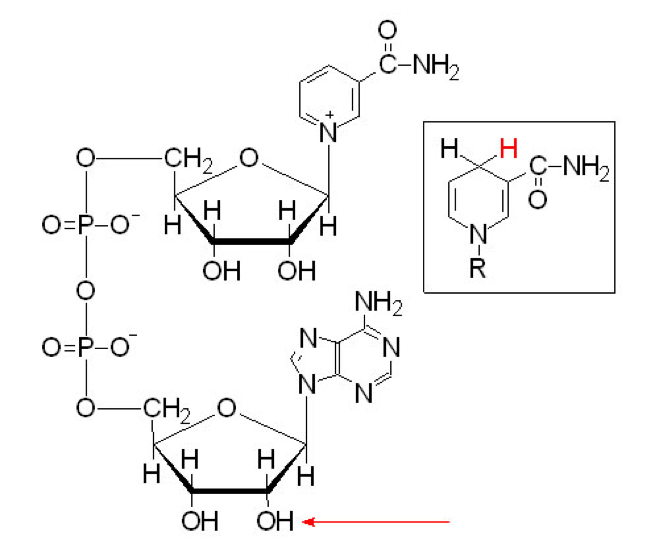 Molecular formula of Nicotinamide Adenine Dinucleotide (NAD) in both oxydized and reduced states