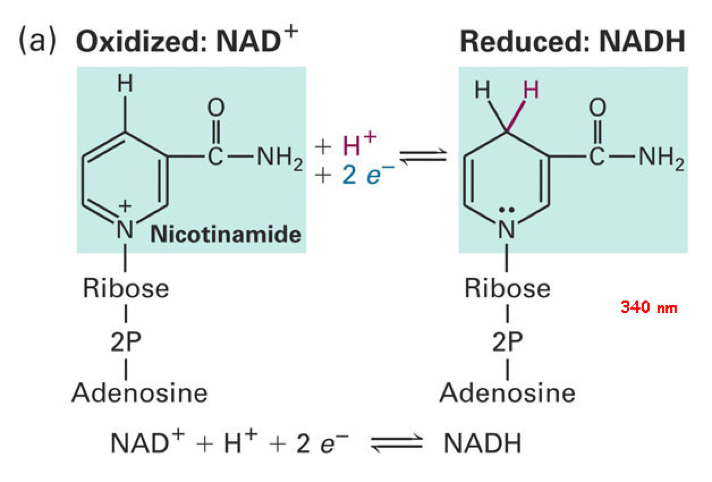 Molecular formula of Nicotinamide Adenine Dinucleotide (NAD) in both oxydized and reduced states