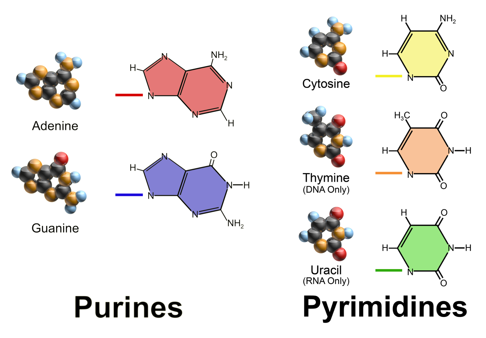 The purines and pyrimidines form the **nucleobase** moieties of nucleotide monomers. Because of the aromatic nature of these moieties, the nucleobases are **flat**, allowing for pairing using hydrogen bonds [After BruceBlaus, CC BY 3.0](https://commons.wikimedia.org/w/index.php?curid=29140366) [@Blausencom_staff2014-gi]