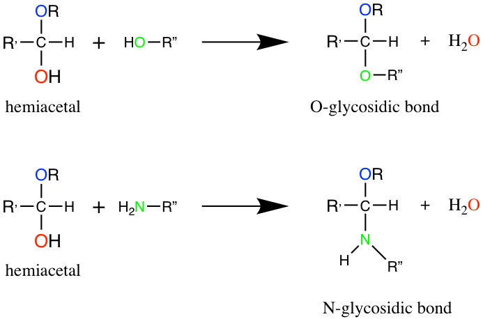 Formation of glycosidic bonds between a hemiacetal Carbon and a hydroxy or amine group, to respectively form O- and N-glycosidic bonds.
