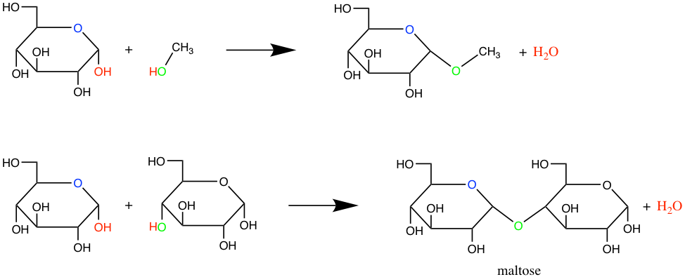 Formation of glycosidic bonds between a glucose hemiacetal carbon and a methyl hydroxyde (top) or between two glucoses to form maltose