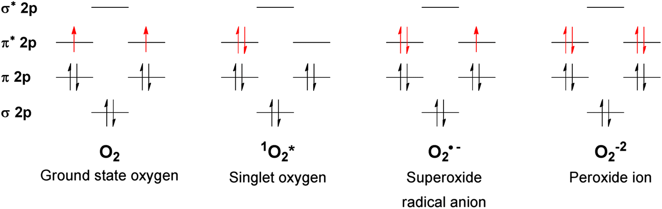 Molecular orbital diagrams for ground-state molecular oxygen (O~2~), singlet oxygen (^1^O~2~), and ROS (superoxide radical anion O~2~^&bullet;2^− and peroxide ion O~2~^−2^~, deprotonated form of hydrogen peroxide H~2~O~2~ [@Krumova2016-pw])