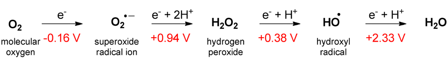 Formation of ROS through energy- and electron-transfer reactions. The redox states of oxygen with standard reduction potentials are shown. The standard concentration of oxygen was regarded as 1 M [@Krumova2016-pw])