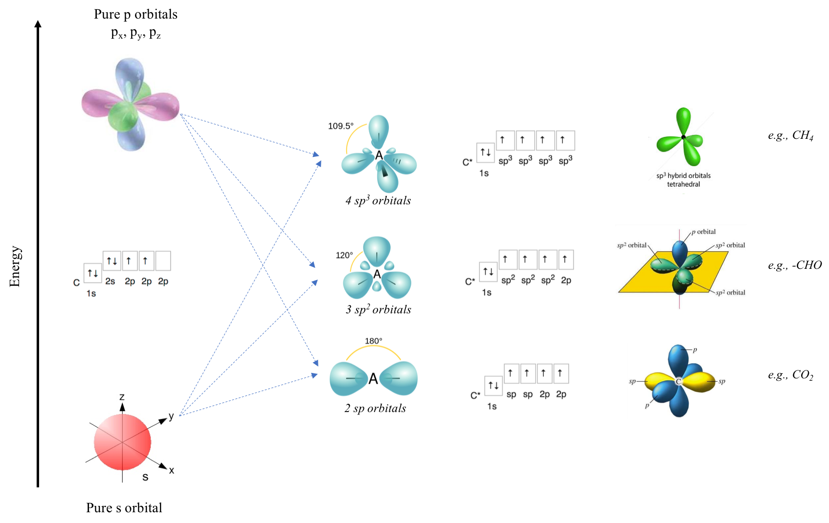 **sp**, **sp^2^**, and **sp^3^** orbital hybridization and illustration for the carbon atom