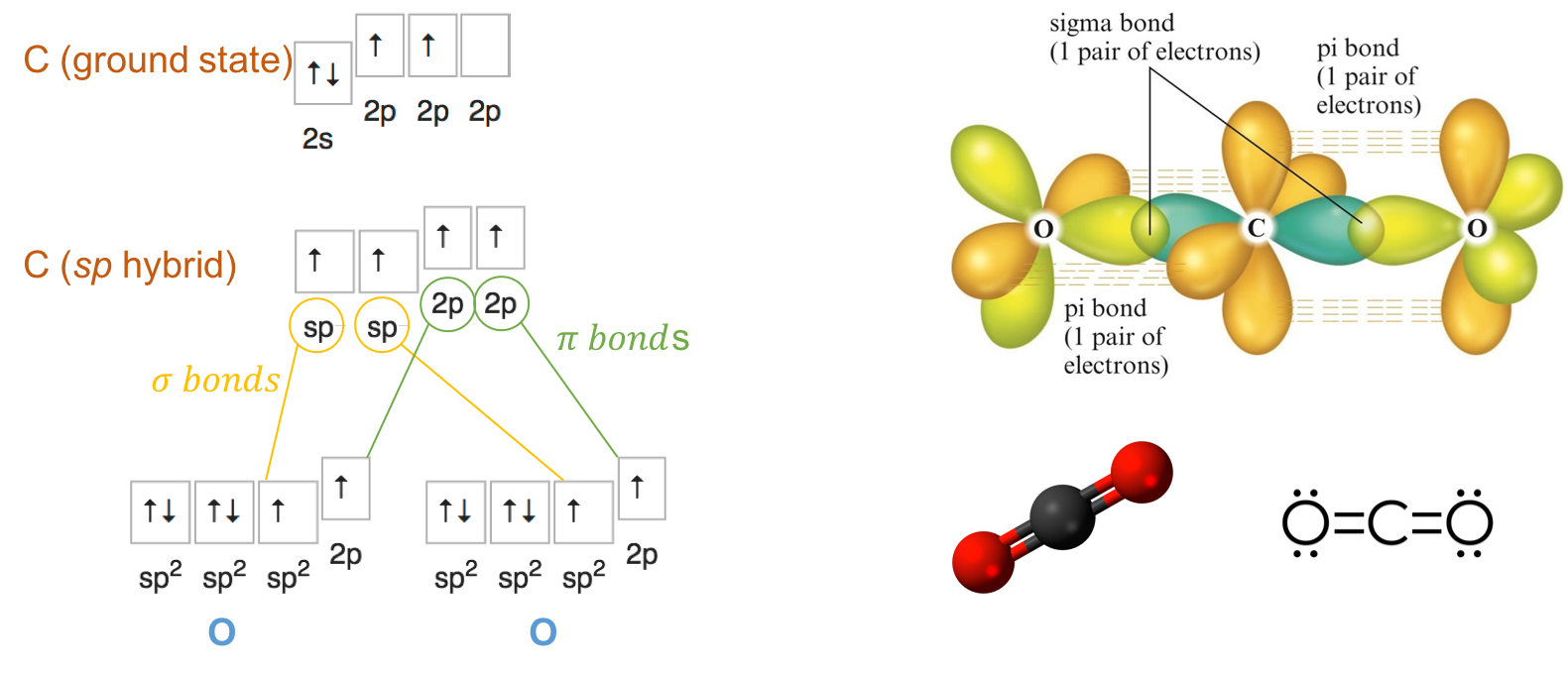 **sp** orbital hybridization of carbon for the carbon dioxide molecule, and **sp^2^** orbital hybridization of the oxygen atoms