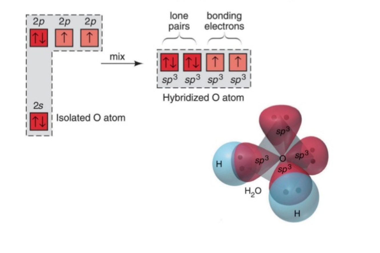 The **sp^3^** hybrid orbitals in H~2~O, leaving two lone pairs of electrons in two of the orbitals. Obtained freely under the Creative Commons [Attribution-Share Alike 4.0 International license](https://creativecommons.org/licenses/by-sa/4.0/deed.en)