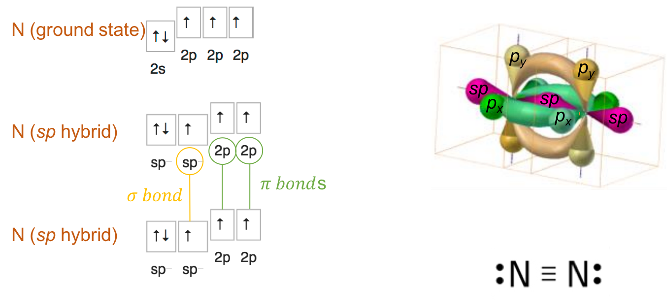 **sp** orbital hybridization of nitrogen for the dinitrogen molecule and formation of the triple bond with two lone pairs left per N atom. The &sigma; bond is formed by direct overlap of the **sp** orbitals and the the two &pi; bonds by sideways overlap among the **2p** orbitals (*p~x~* and *p~y~*)