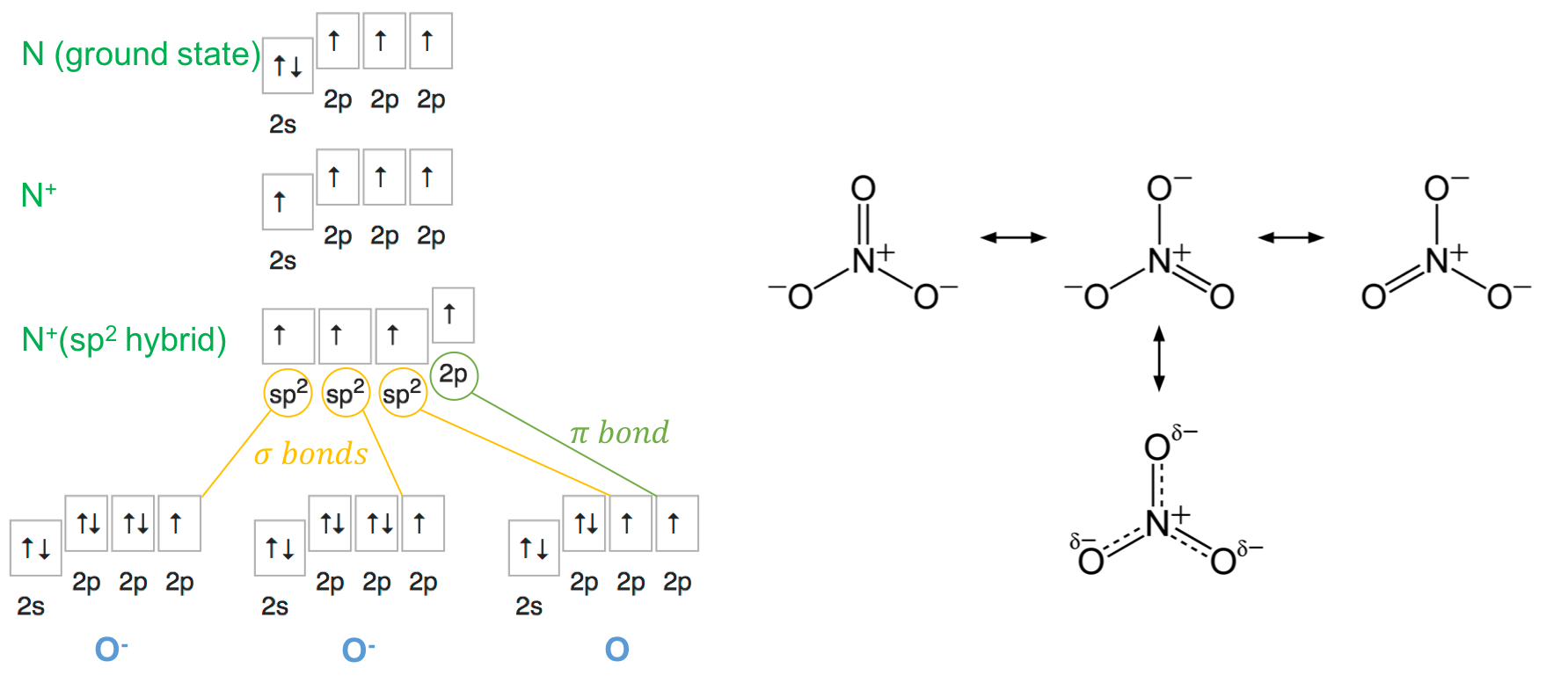 Orbital hybridization of nitrogen for the nitrate molecule, and the even spread of the &pi; bond