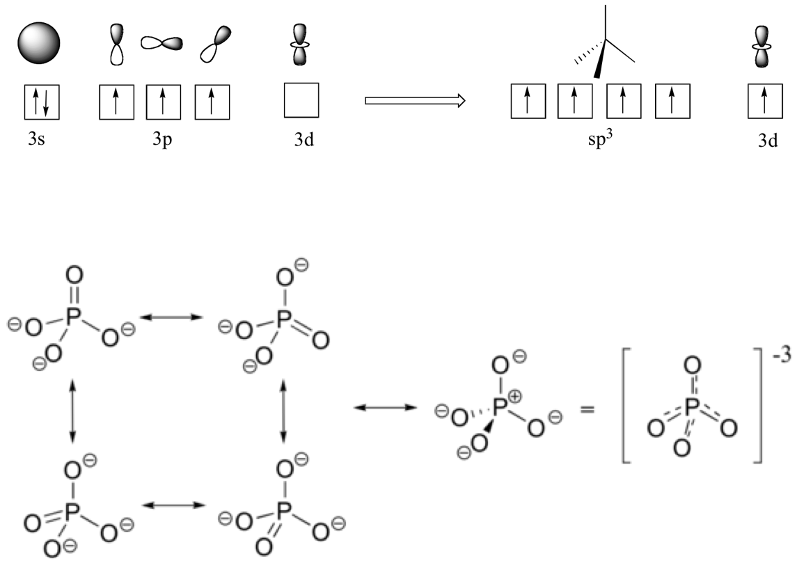 Orbital hybridization of Phosphorus for the phosphate molecule, and below the even spread of the &pi; bond. Obtained with permission from https://chem.libretexts.org/  