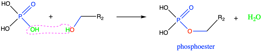 Phosphoesterification: condensation reaction between a phosphate with an alcohol