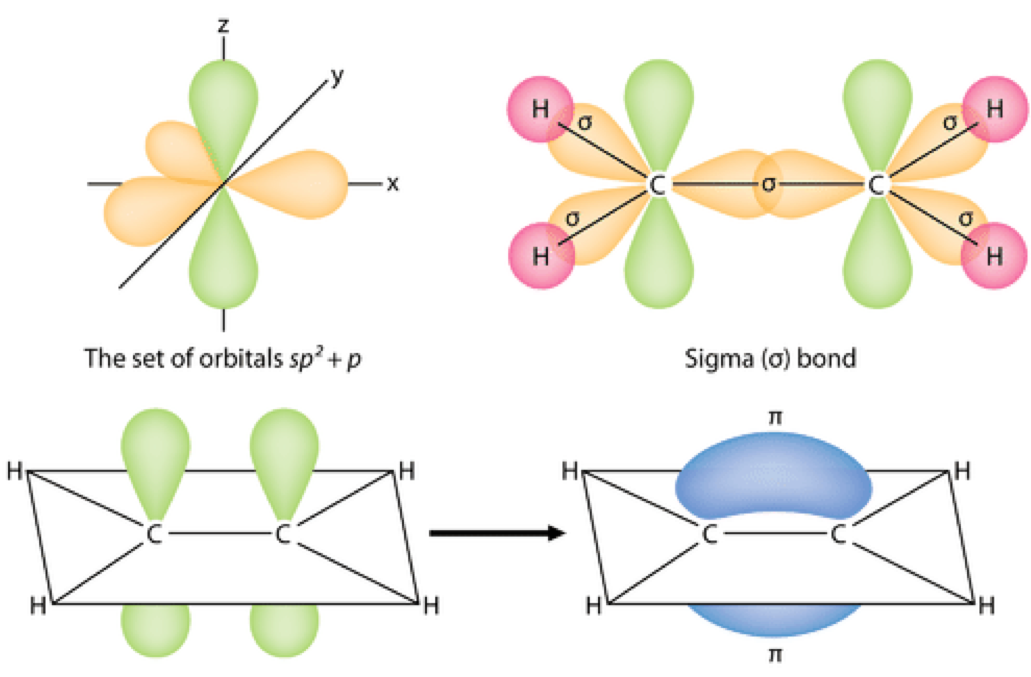 Examples in the ethylene molecule of &sigma; and &pi; bonds. The full overlap of **sp^2^** orbitals between the C and H and C and C atoms leads to &sigma; bonds and the overlap between the **p** orbitals leads to a &pi; bond shown as an elongated blue lobe that extends both above and below the plane of the molecule. Obtained freely from https://chem.libretexts.org/ under the Creative Commons [Attribution-Share Alike 4.0 International license](https://creativecommons.org/licenses/by-sa/4.0/deed.en)