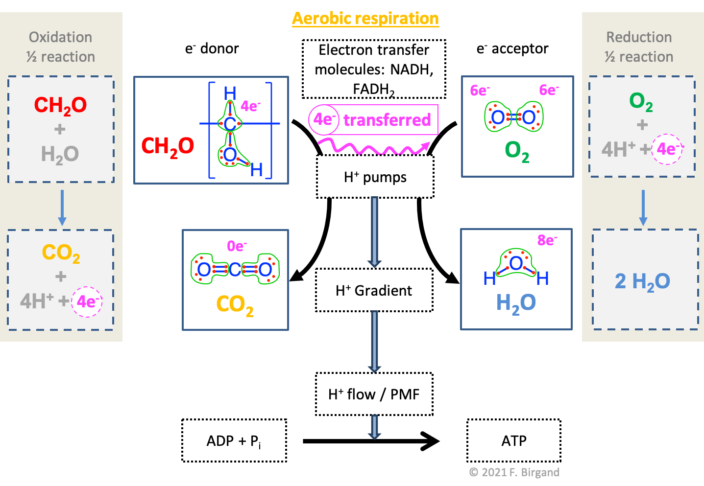 Combined electron transfer scheme with the electron allocation, the transfer of electrons, and the corresponding half redox reactions