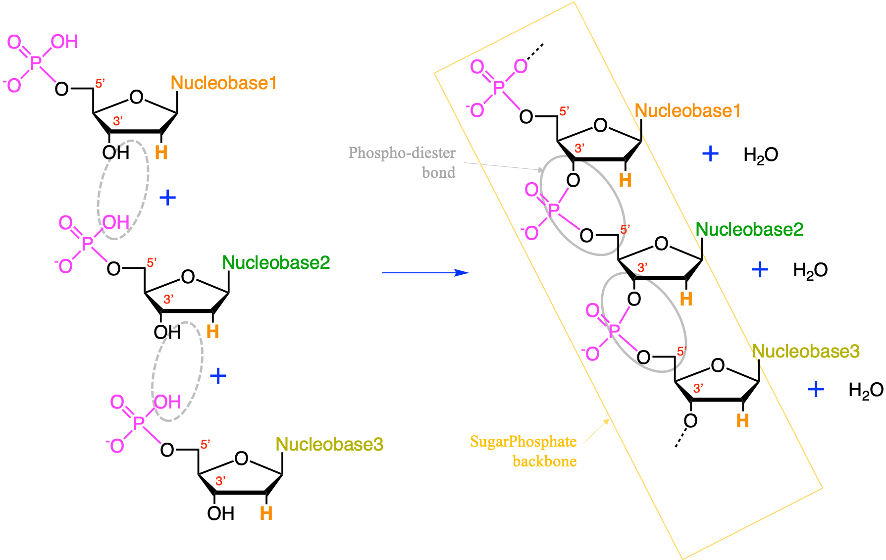 The condensation reaction between consecutive nucleotides between the phosphate moiety and the carbon 3' results in the formation of a **nucleic acids**. The bond between the phosphate moiety and the two pentoses is a **phospho-diester bond**. The phosphate-pentose chain held togeter by the phospho-diester bond is referred to as the **sugar-phosphate backbone**. The pentose is a deoxyribose