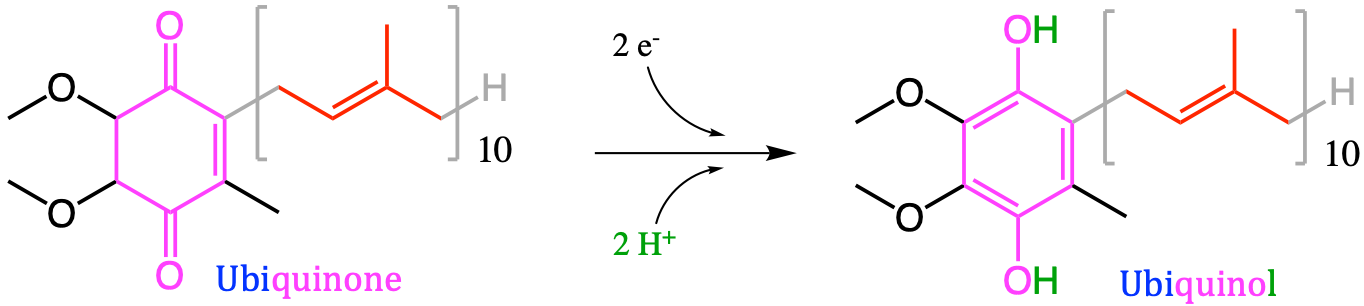 The reduction of ubiquinone (or coenzyme Q) to ubiquinol (QH2). The quinone functional group is represented in magenta