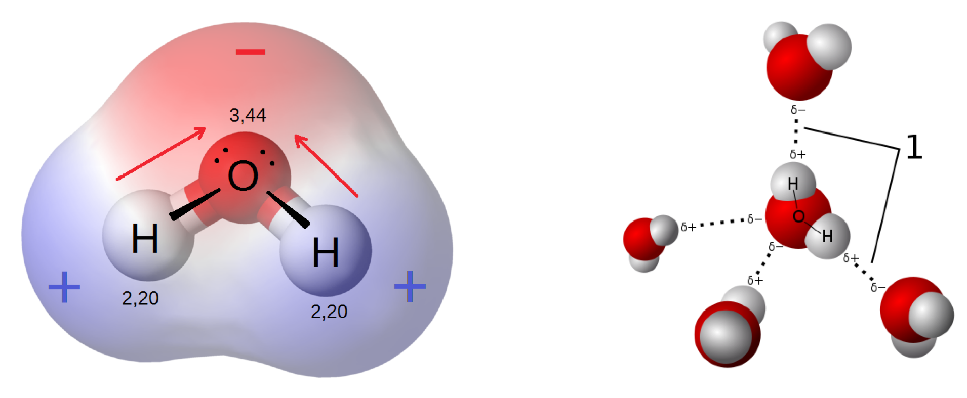 Illustration of the electric dipole of the water molecule due slight electronegativities and positivies on the O and H atoms, respectively; Hydrogen bonds are one the consequence the polar nature of water. Sources: By User Qwerter at Czech wikipedia: Qwerter. Transferred from cs.wikipedia to Commons by sevela.p. Translated to english by by Michal Maňas (User:snek01). Vectorized by Magasjukur2 - File:3D model hydrogen bonds in water.jpg, CC BY-SA 3.0, https://commons.wikimedia.org/w/index.php?curid=14929959 ; and By Riccardo Rovinetti - Own work, CC BY-SA 3.0, https://commons.wikimedia.org/w/index.php?curid=31556358