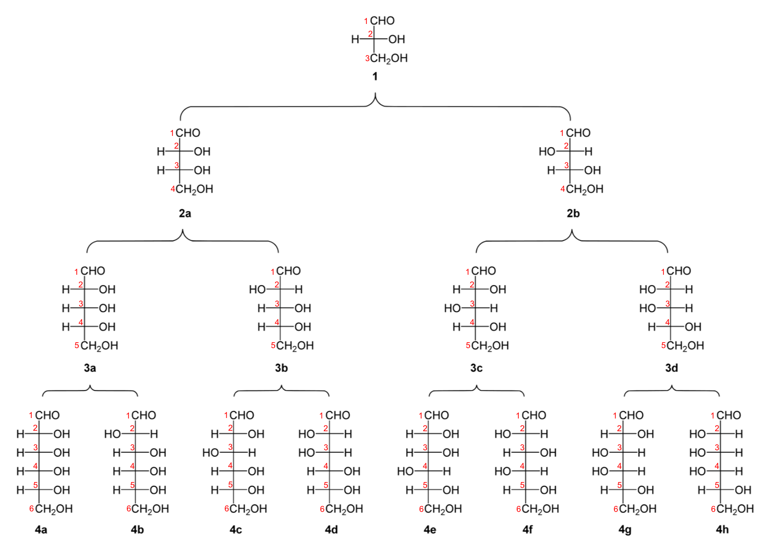 classification of C3 to C6 aldoses in Fischer projection. Triose : (1) D-(+)-glyceraldehyde ; Tetroses : (2a) D-(−)-erythrose ; (2b) D-(−)-threose ; Pentoses : (3a) D-(−)-ribose ; (3b) D-(−)-arabinose ; (3c) D-(+)-xylose ; (3d) D-(−)-lyxose ; Hexoses : (4a) D-(+)-allose ; (4b) D-(+)-altrose ; (4c) D-(+)-glucose ; (4d) D-(+)-mannose ; (4e) D-(−)-gulose ; (4f) D-(−)-idose ; (4g) D-(+)-galactose ; (4h) D-(+)-talose. [after Yikrazuul — personal work, public Domain](https://commons.wikimedia.org/w/index.php?curid=4030124)