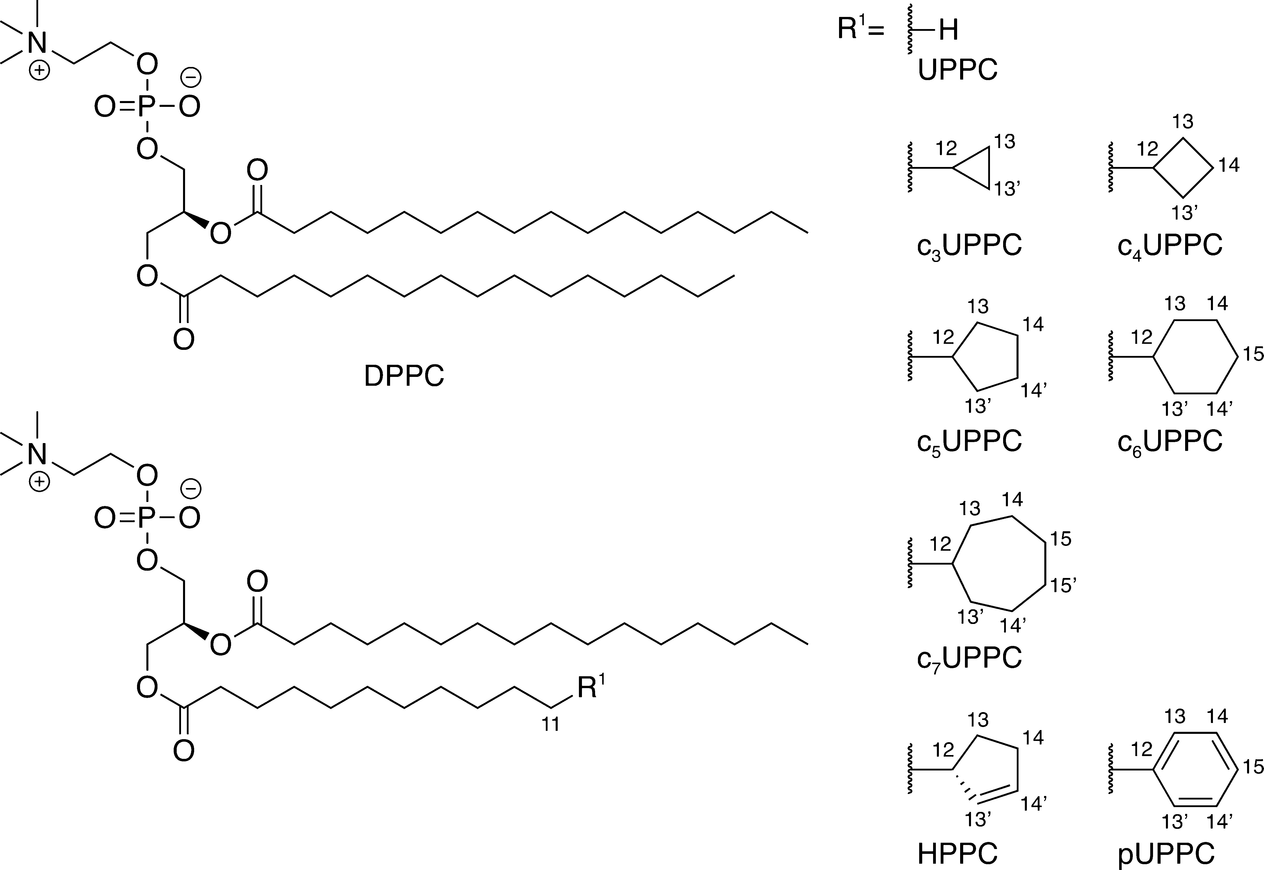 &omega;-Alicyclic Fatty Acids, i.e. cyclic rings inserted in the &omega; position of the fatty acyl moiety having 3 to 7 carbons in the ring (from @Poger2015-vi)