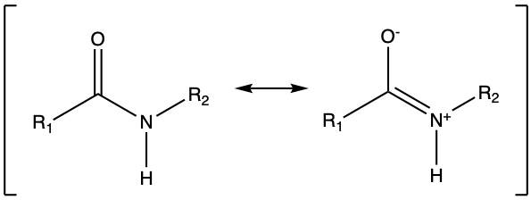 Generic amide functional groups, with the allocation of the electrons to oxygen, nitrogen, and carbon atoms. 