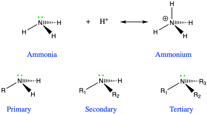 Ammonia and conjugate acid ammonium, and identified primary, secondary, and tertiary amines