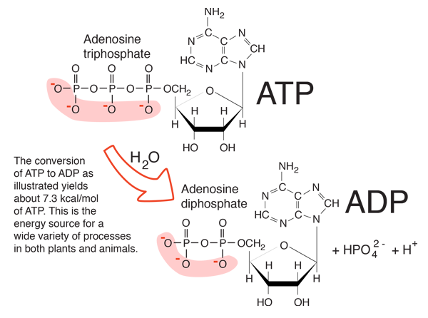 Release of energy ATP hydrolyzed into ADP. http://hyperphysics.phy-astr.gsu.edu/hbase/Biology/atp.html
