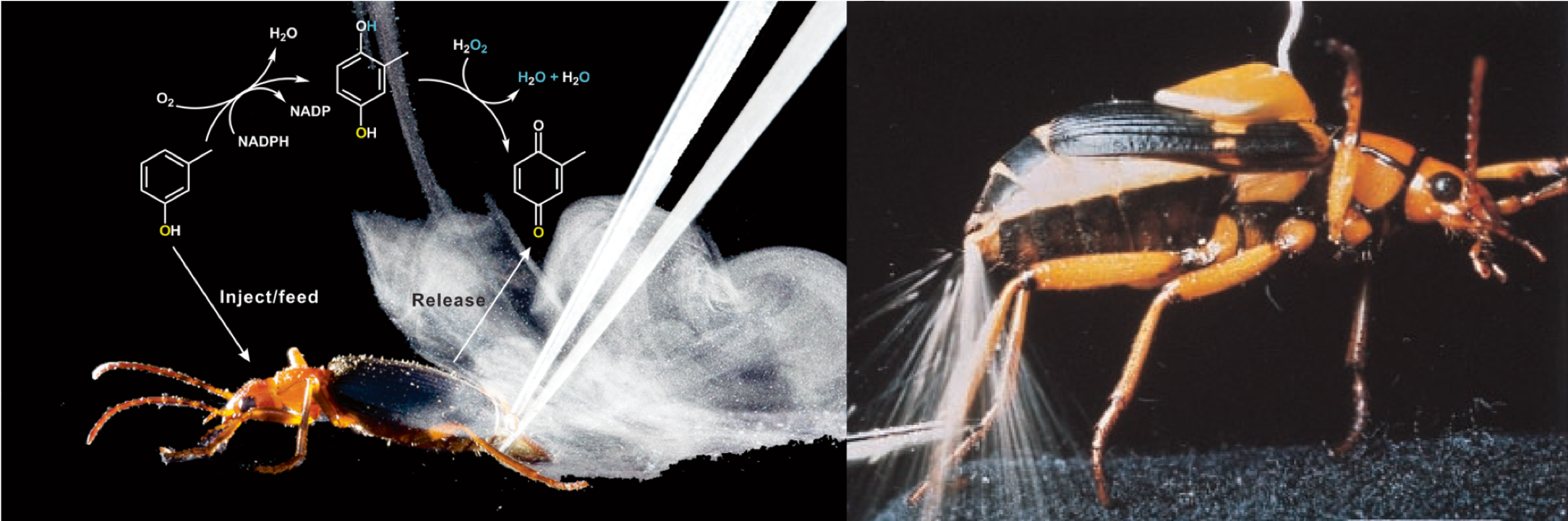 Biosynthetic formation of hydroquinone resulting, when mixed with H~2~O~2~ in a reaction chamber, in the production of noxious gas mist (left), or high pressure directed jet stream of para-benzoquinone for the rightfully called *bombardier beetle* (right) (after [@Attygalle2020-wf] and [@Eisner1999-pm])
