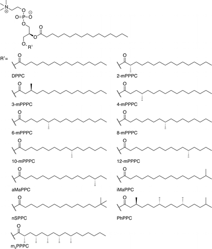 Examples of branched fatty acyl chains commonly found in bacterial membranes. The PPC letters stand for Palmitoyl PhosphoCholine, and the *number-letter* prefix varies depending on the presence, location, and number of methyl groups. (Further details in @Poger2014-nf)