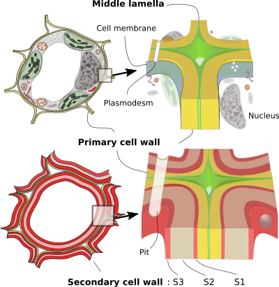 Illustration of plant cell walls. In some cells, three layers can be distinguished in the secondary cell wall: S1, S2, and S3 layers are sometimes present, each with a different orientation of its fibers of cellulose. [Obtained from the Atlas of Plant and Animal Histology](https://mmegias.webs.uvigo.es/02-english/5-celulas/ampliaciones/2-pared-celular.php) [@Pacheco_Megias2013-ov].