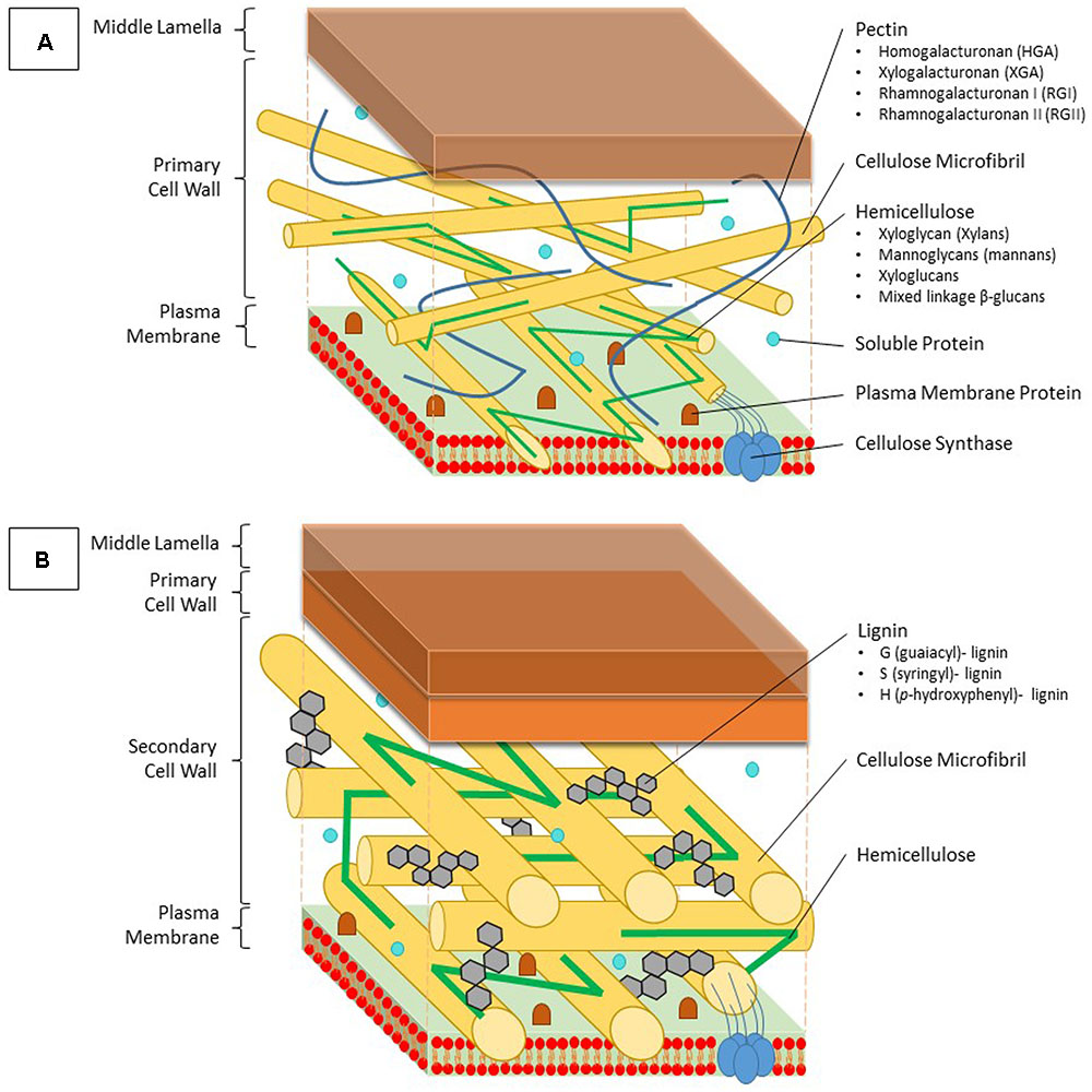 Illustration of the glycans structure of plant cells with primary wall only (A), and plant cells with both primary and secondary walls (B) [@Loix2017-pv].