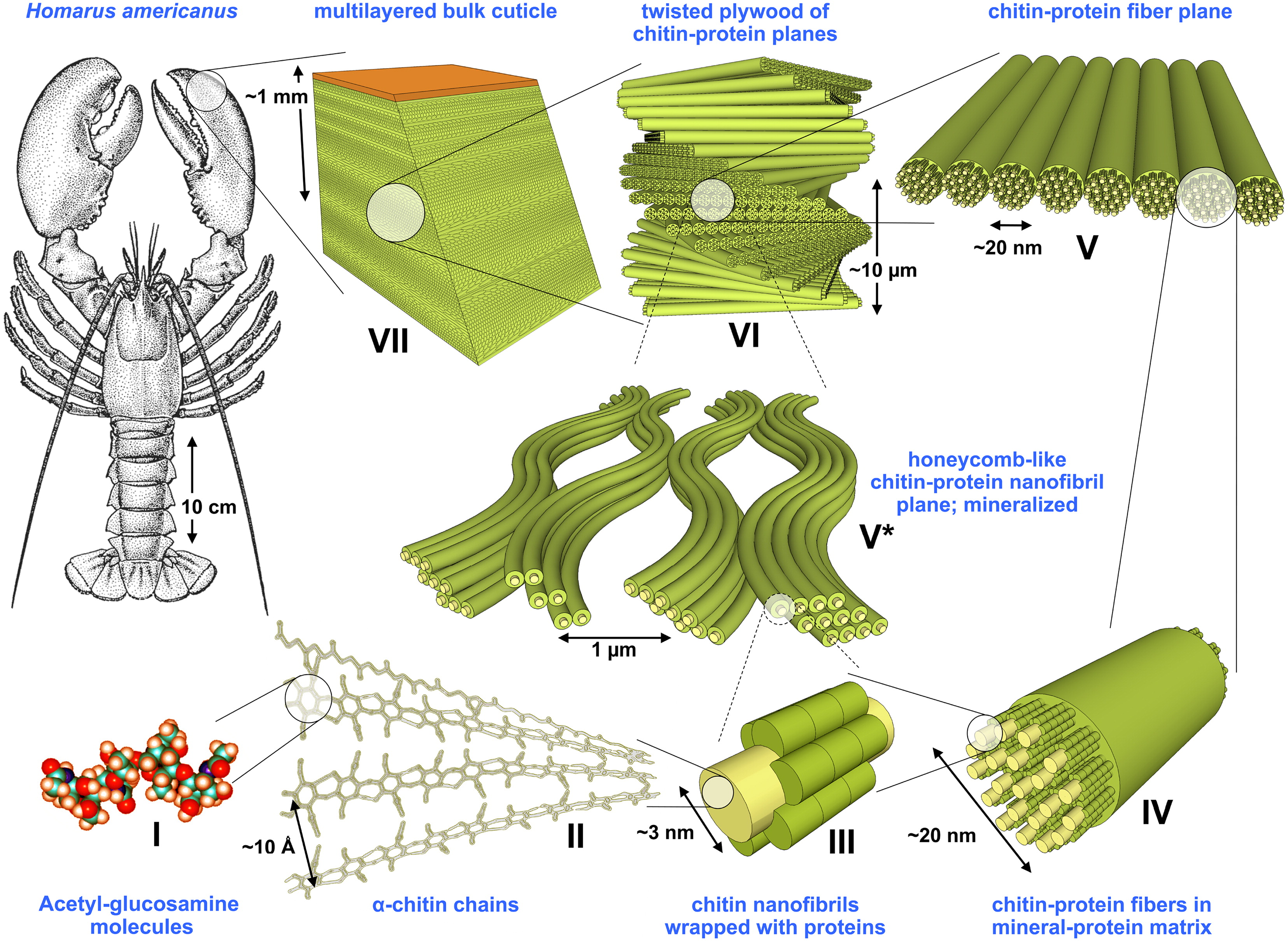 Exoskeleton of the American lobster (*Homarus americanus*) formed by seven levels of microstrucutures of the nanofibrils of chitin, polysaccharide of N-acetylglucosamine [@Nikolov2011-je]
