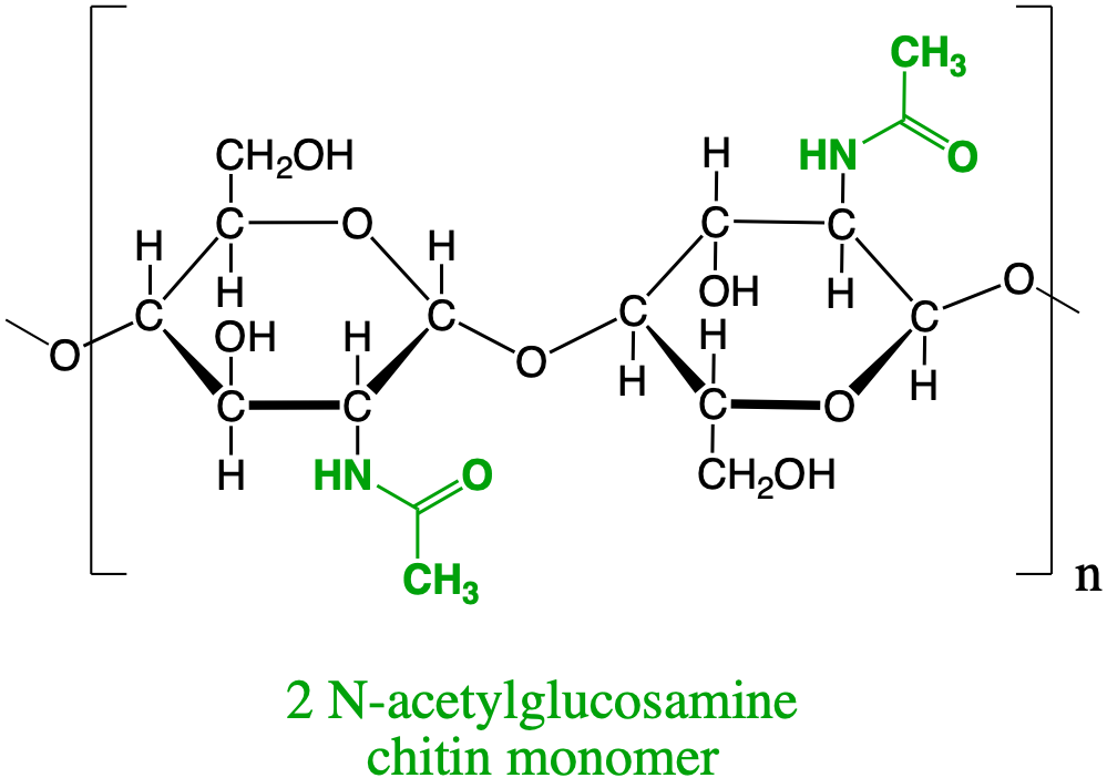  N-acetylamine dimer forming the basis for the chitin polysaccharide that serves as exoskeleton of many invertebrates