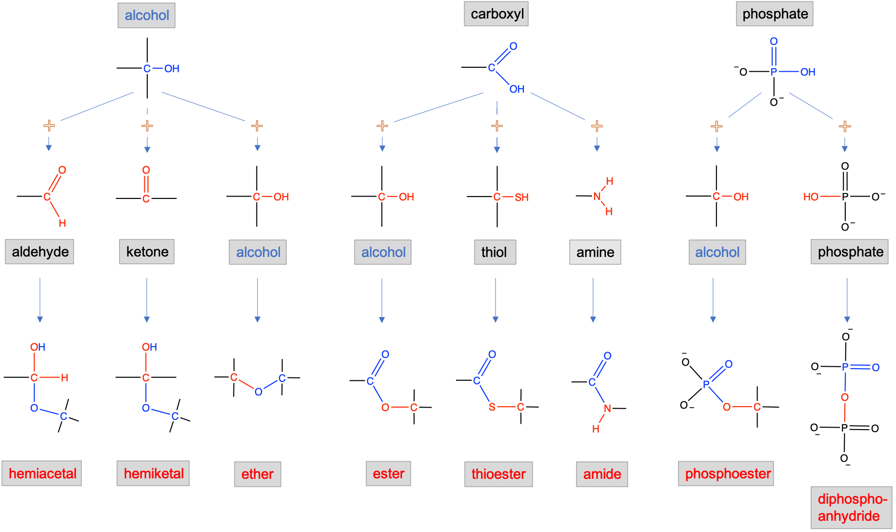 Complex functional groups resulting from the combination of simple functional groups illustrating the preponderant role of alcohol, carboxylic acid and phosphate