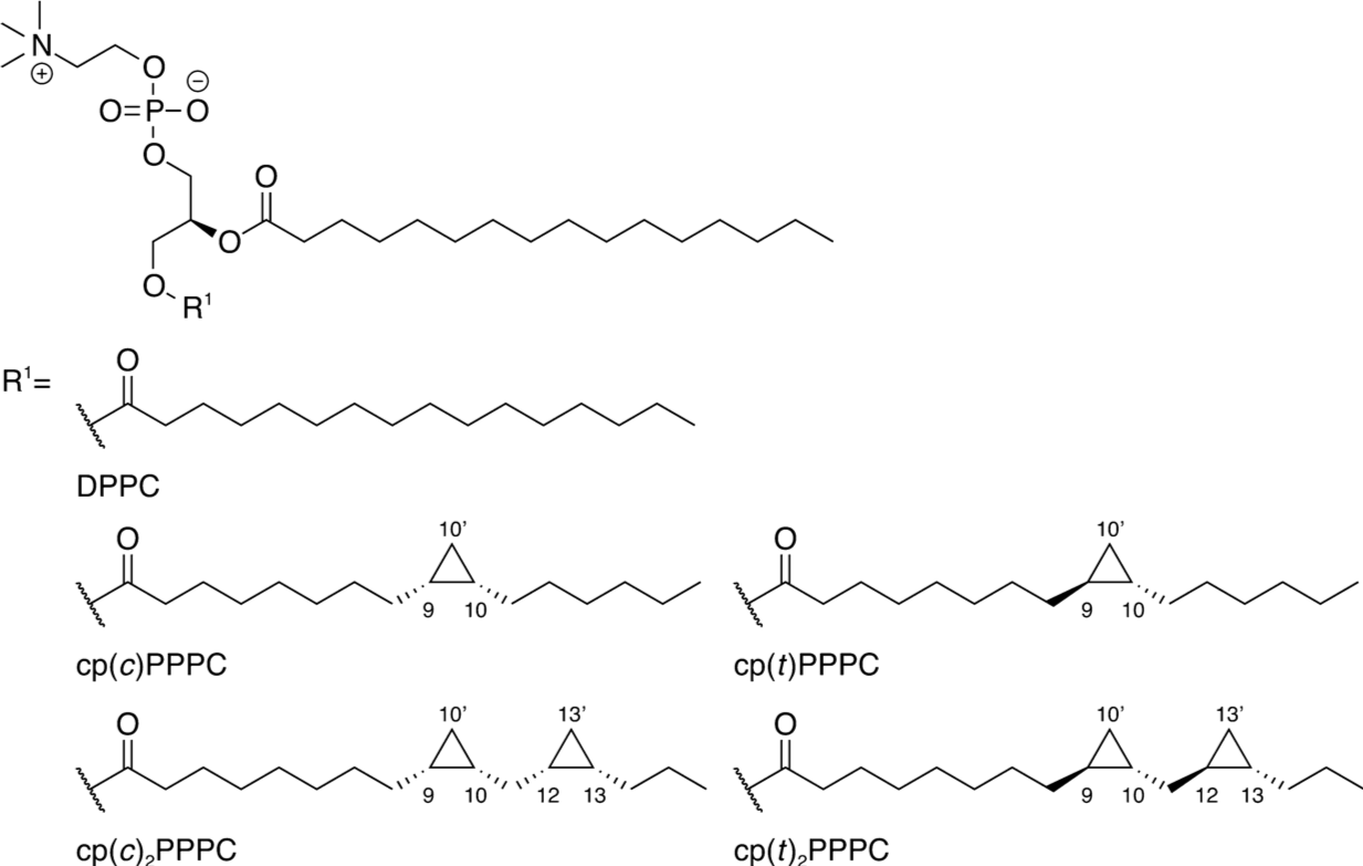 Examples of cyclopropane fatty acids found in bacterial membranes. The PPC letters stand for Palmitoyl PhosphoCholine, and the number-letter prefix varies depending on the presence, location, and number of cyclopropane groups. (Further details in and after @Poger2015-ou)