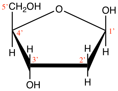 Cyclic structure of beta-D-Ribofuranose (beta-D-ribose) and 2-deoxyribose 